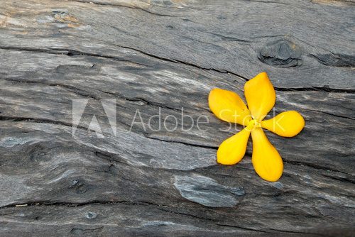 Fototapeta yellow flower on dark wood