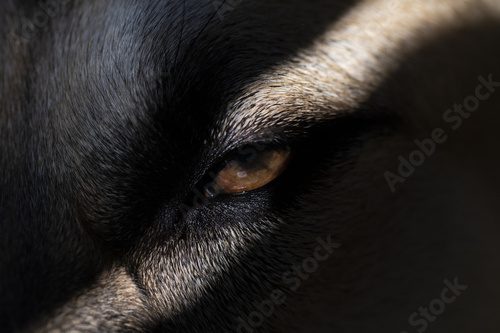 Fototapeta A Dogs Eye in the Shadows Looking Scary