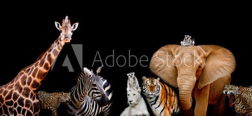 Fototapeta A group of animals are together on a black background with text
