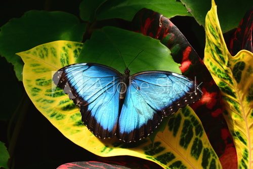 Fototapeta A pretty blue morpho butterfly lands in the butterfly gardens.