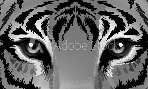 Fototapeta A tiger with sharp eyes