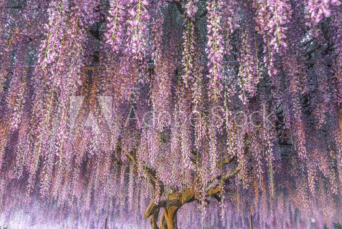 Fototapeta ä¹å°ºãµã Wisteria