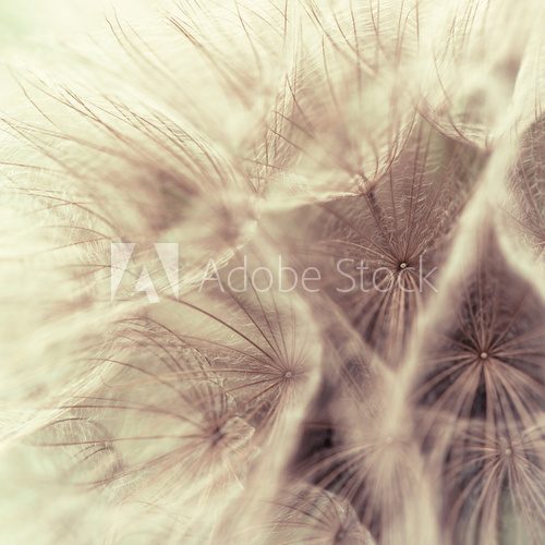 Fototapeta Abstract closeup of a meadow salsify