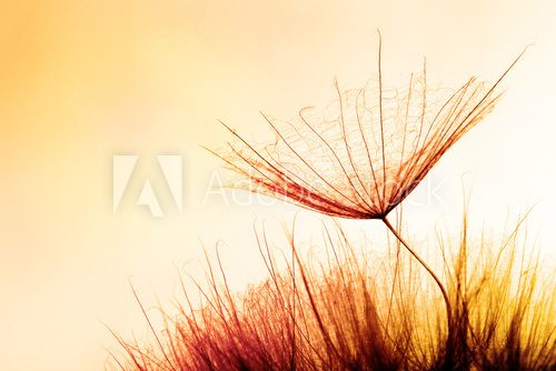 Fototapeta abstract dandelion flower, sunrise background