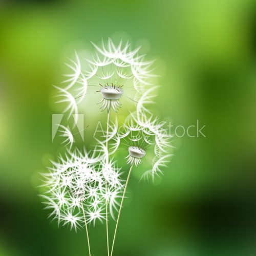 Fototapeta Abstract green background with  flower dandelion