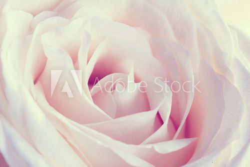 Fototapeta Abstract macro background of rose.