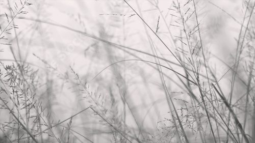 Fototapeta abstract monochrome moving dry grass