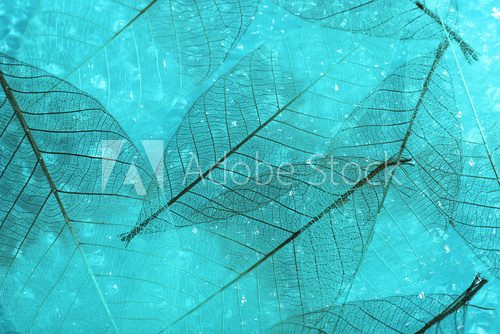 Fototapeta Abstract skeleton leaves background