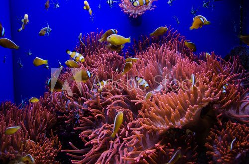 Fototapeta acquario marino