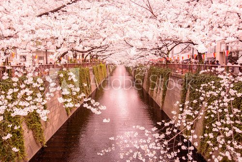 Fototapeta æ¡