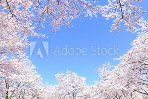 Fototapeta æºéã®æ¡