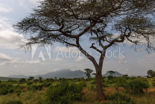 Fototapeta Africa
