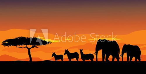 Fototapeta African safari & Sunset