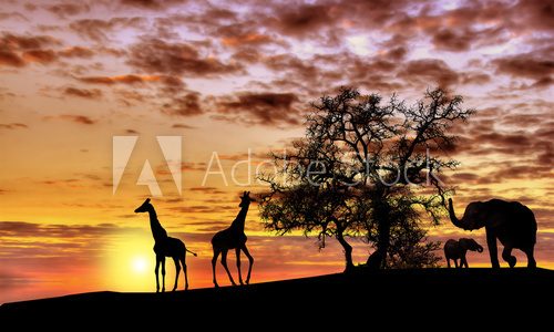 Fototapeta African sunset