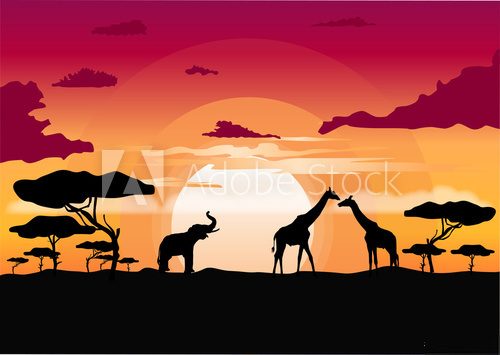 Fototapeta African sunset in the savannah with silhouette of animals