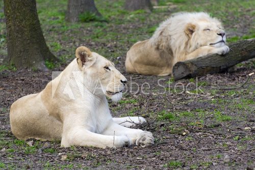 Fototapeta After love - white lion and lioness (Panthera leo kruegeri)