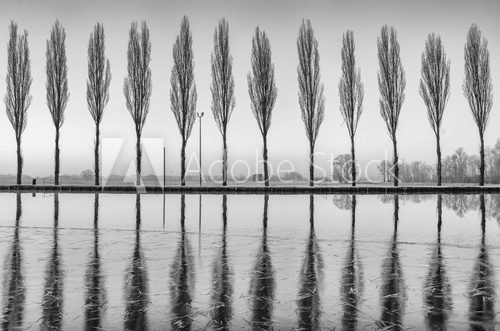 Fototapeta Alberi riflessi sul lago all'alba in bianco e nero