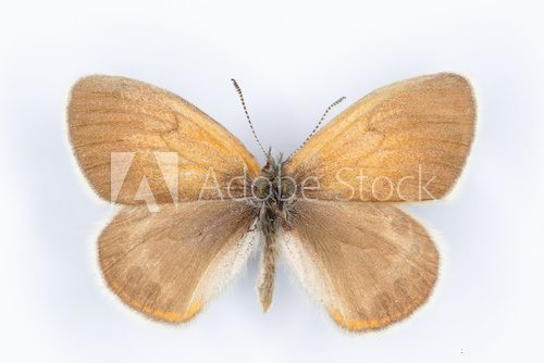 Fototapeta Alpine Heath Coenonympha gardetta  butterfly