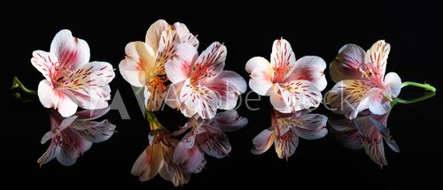 Fototapeta Alstroemeria. Beautiful flowers with reflection