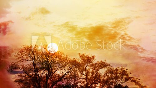 Fototapeta Amazing nature sky and tree top view with sunet on colourful puffy clouds,romantic sunset in nature,tree top view sunset