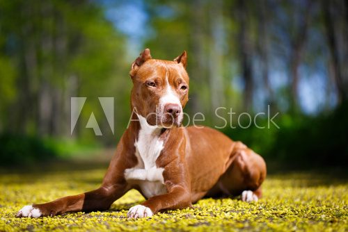 Fototapeta American Pit Bull Terrier