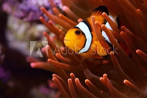Fototapeta Amphiprion ocellaris clownfish in marine aquarium