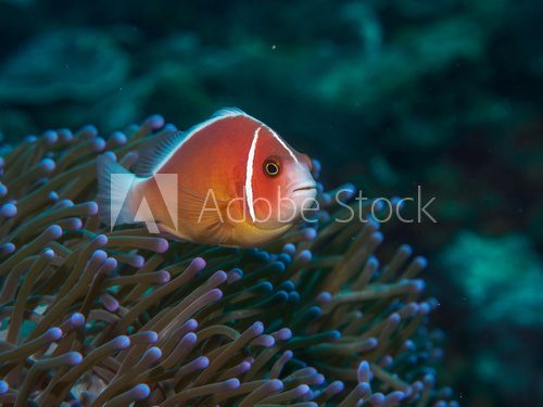 Fototapeta anemone fish with sea anemone