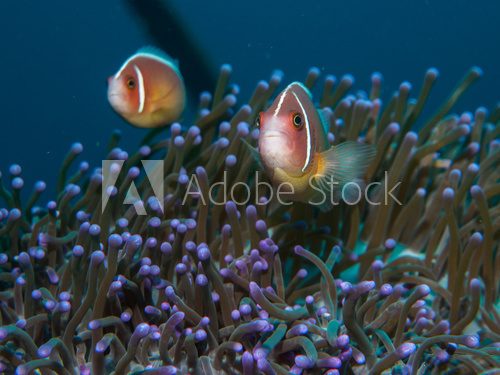 Fototapeta anemone fish with sea anemone