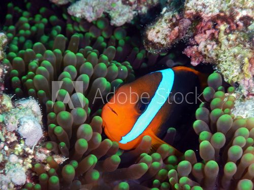 Fototapeta Anemonefish in sea anemone