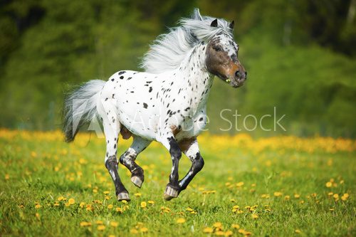Fototapeta Appaloosa horse runs gallop on the meadow in summer time
