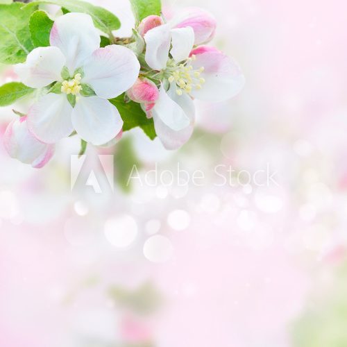 Fototapeta Apple tree blossom