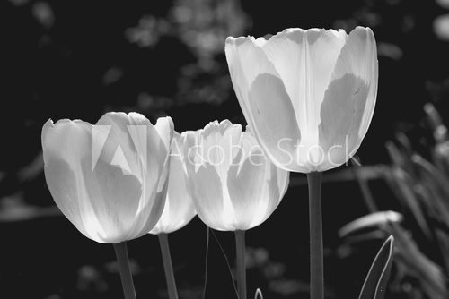 Fototapeta Arctic snow white tulips Black and white