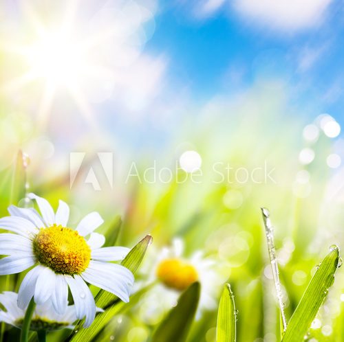Fototapeta art abstract background summer flower in grass with water drops