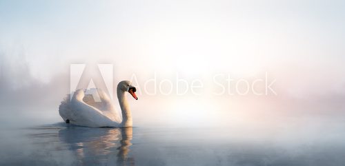Fototapeta Art beautiful landscape with a swan floating on the lake