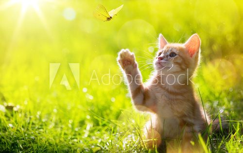 Fototapeta art Young cat / kitten hunting a ladybug with Back Lit