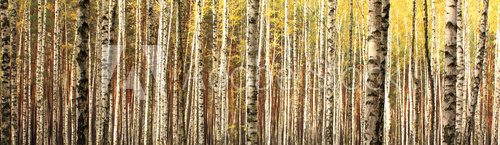 Fototapeta autumn birch forest landscape panorama