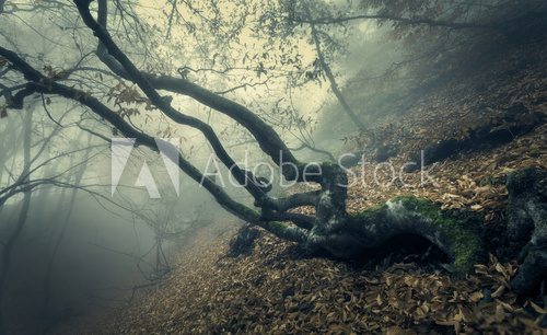 Fototapeta Autumn forest in fog. Beautiful natural landscape. Vintage style