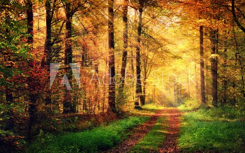 Fototapeta Autumn forest scenery with rays of warm light