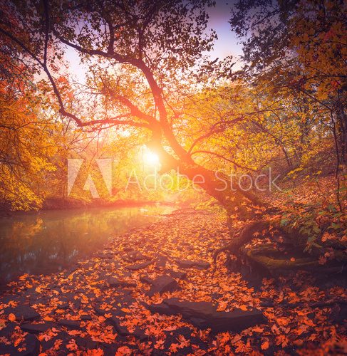 Fototapeta Autumn forest with old mapple trees above the river