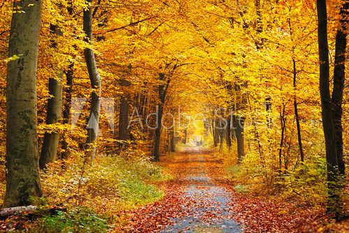 Fototapeta Autumn forest