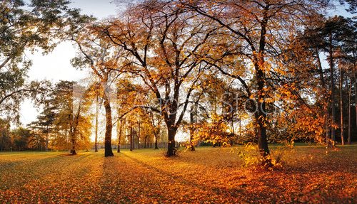 Fototapeta Autumn panorama in park