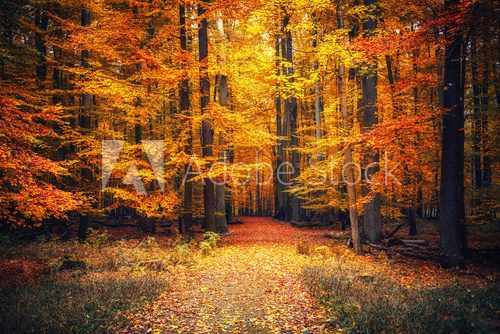 Fototapeta Autumn park