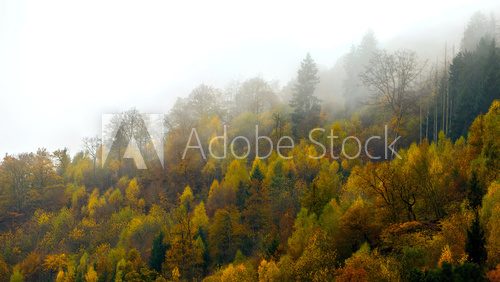 Fototapeta Autumn Woods