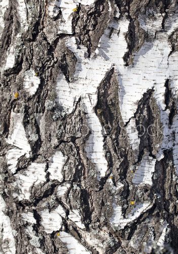 Fototapeta background from the bark of the birch