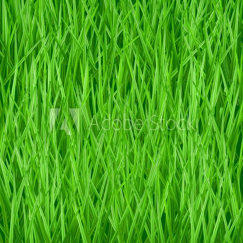 Fototapeta Background of green grass