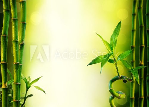 Fototapeta background with bamboo for spa treatment - olive green