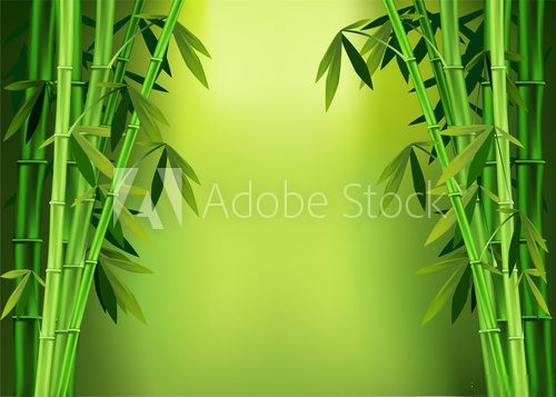 Fototapeta background with bamboo for spa treatment - olive green