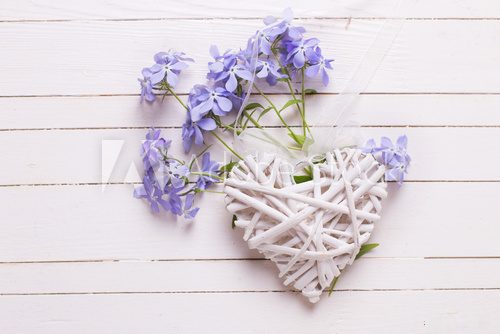 Fototapeta Background with  blue flowers and decorative heart on white pain