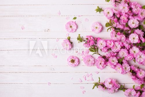 Fototapeta Background with bright pink   flowers on white  wooden planks.