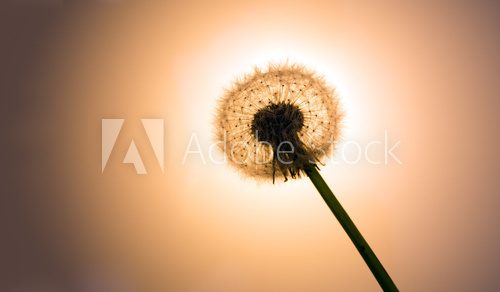 Fototapeta Backlit dandelion seed-head aka clock